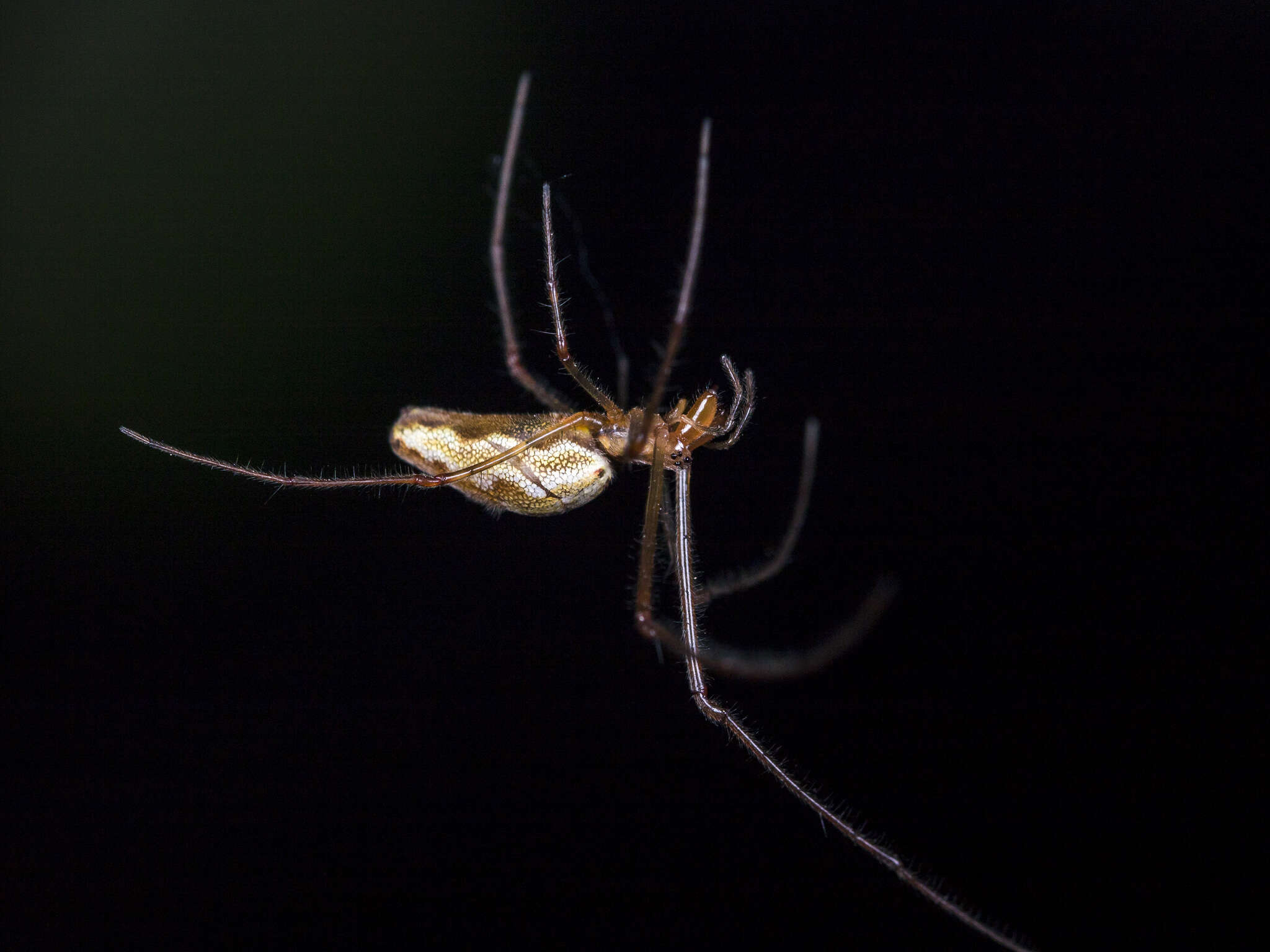 Image of Tetragnatha pinicola L. Koch 1870