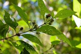 Image of Lippia cardiostegia Benth.