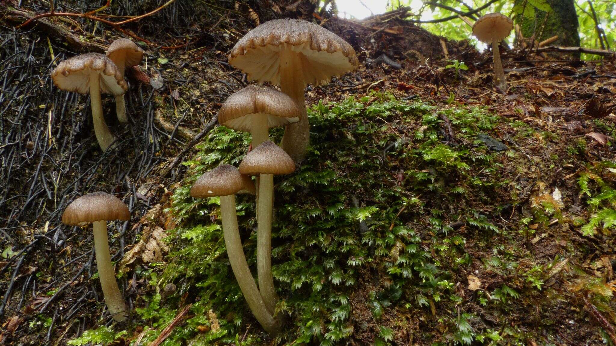 Image of Entoloma squamiferum E. Horak 1973