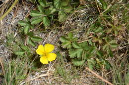 Image of English cinquefoil