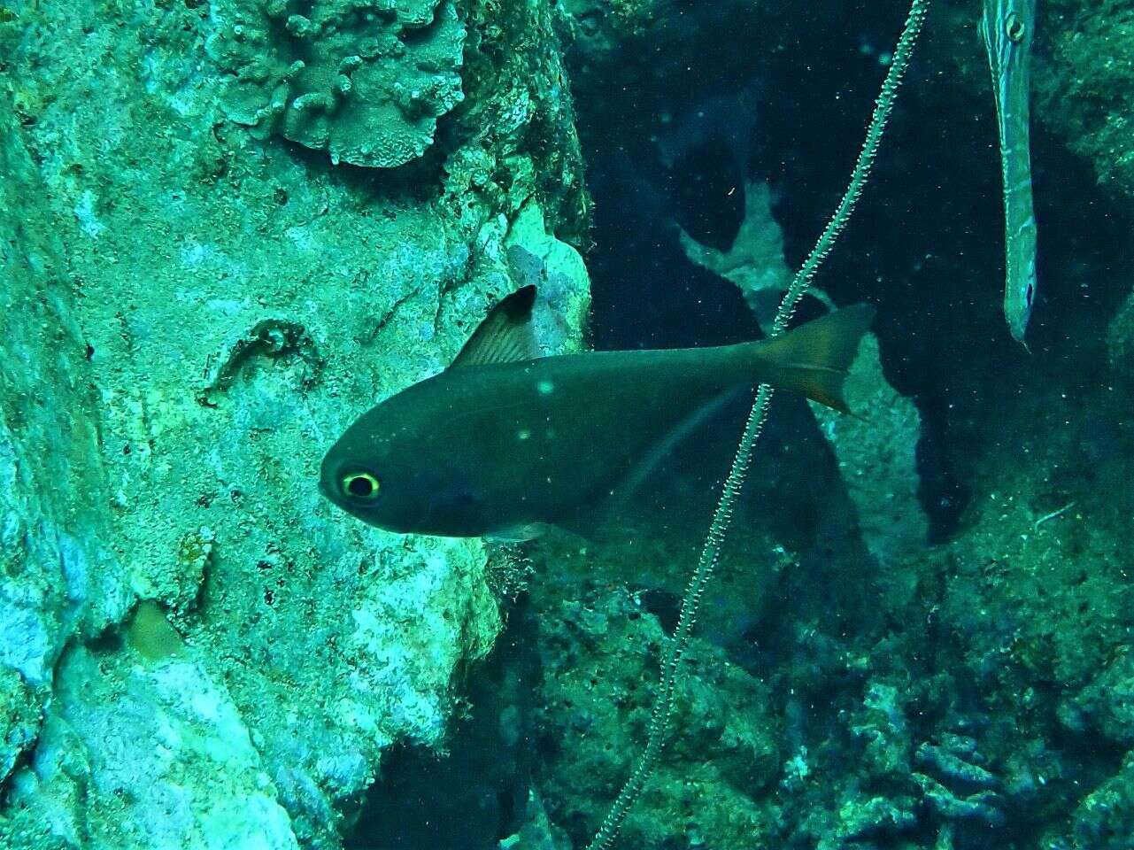 Imagem de Pempheris adusta Bleeker 1877