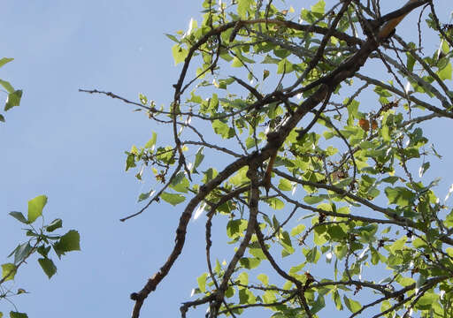 Image of Populus deltoides subsp. wislizenii (S. Wats.) Eckenwalder