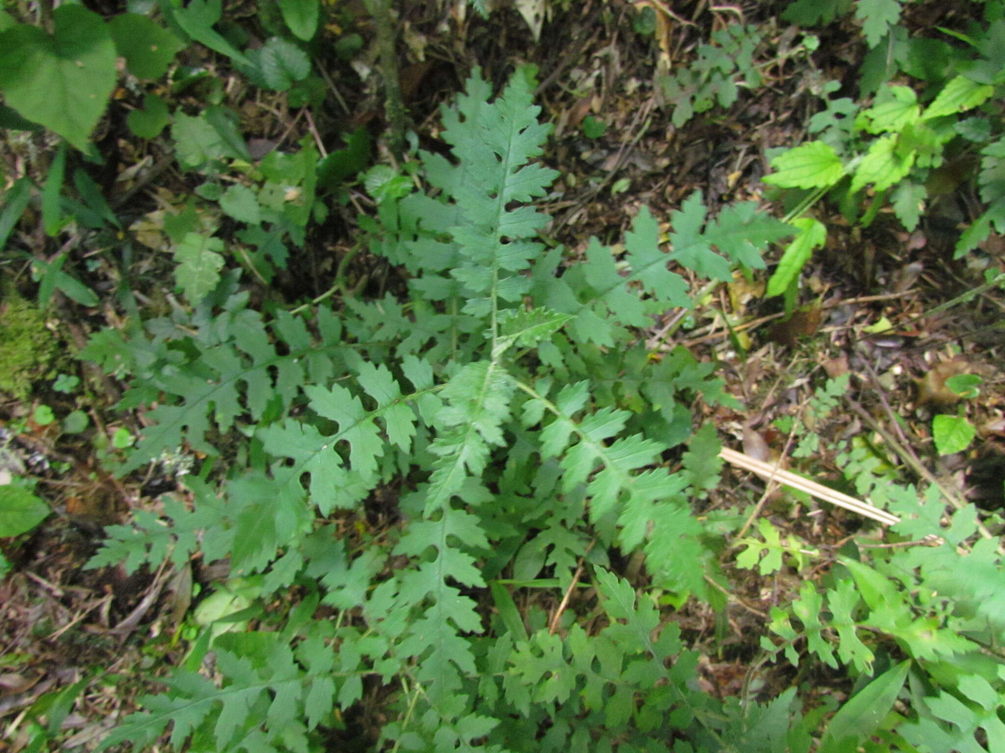 Sivun Senecio heteroschizus Baker kuva