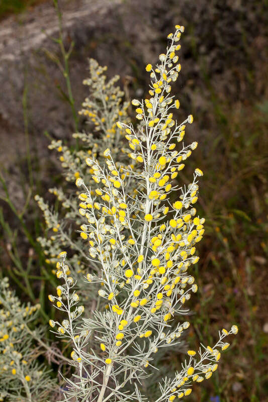 Image of Artemisia arborescens L.