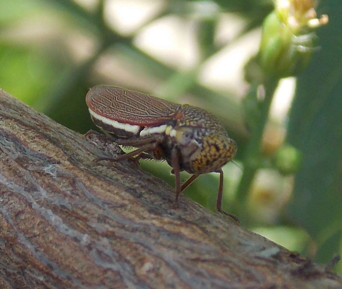 Image of Tapajosa rubromarginata (Signoret 1855)