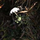 Leucanthemopsis alpina subsp. alpina的圖片