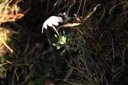 Image of Leucanthemopsis alpina subsp. alpina