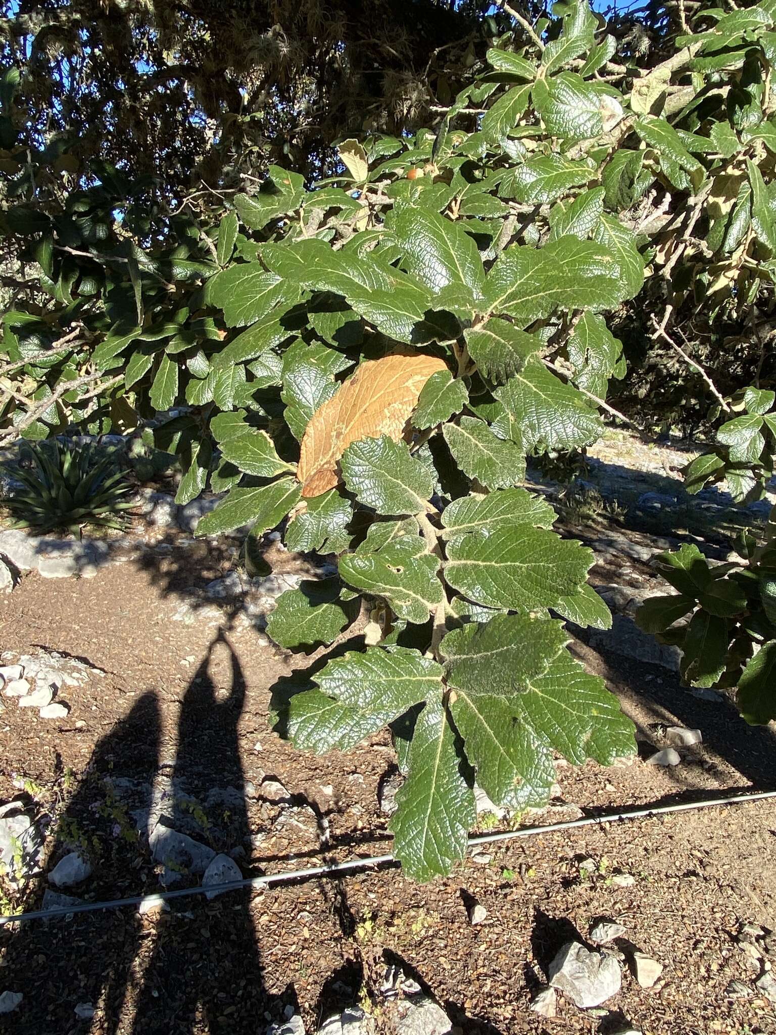 Image of netleaf oak