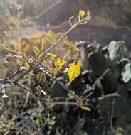 Forestiera pubescens var. parvifolia (A. Gray) G. L. Nesom resmi