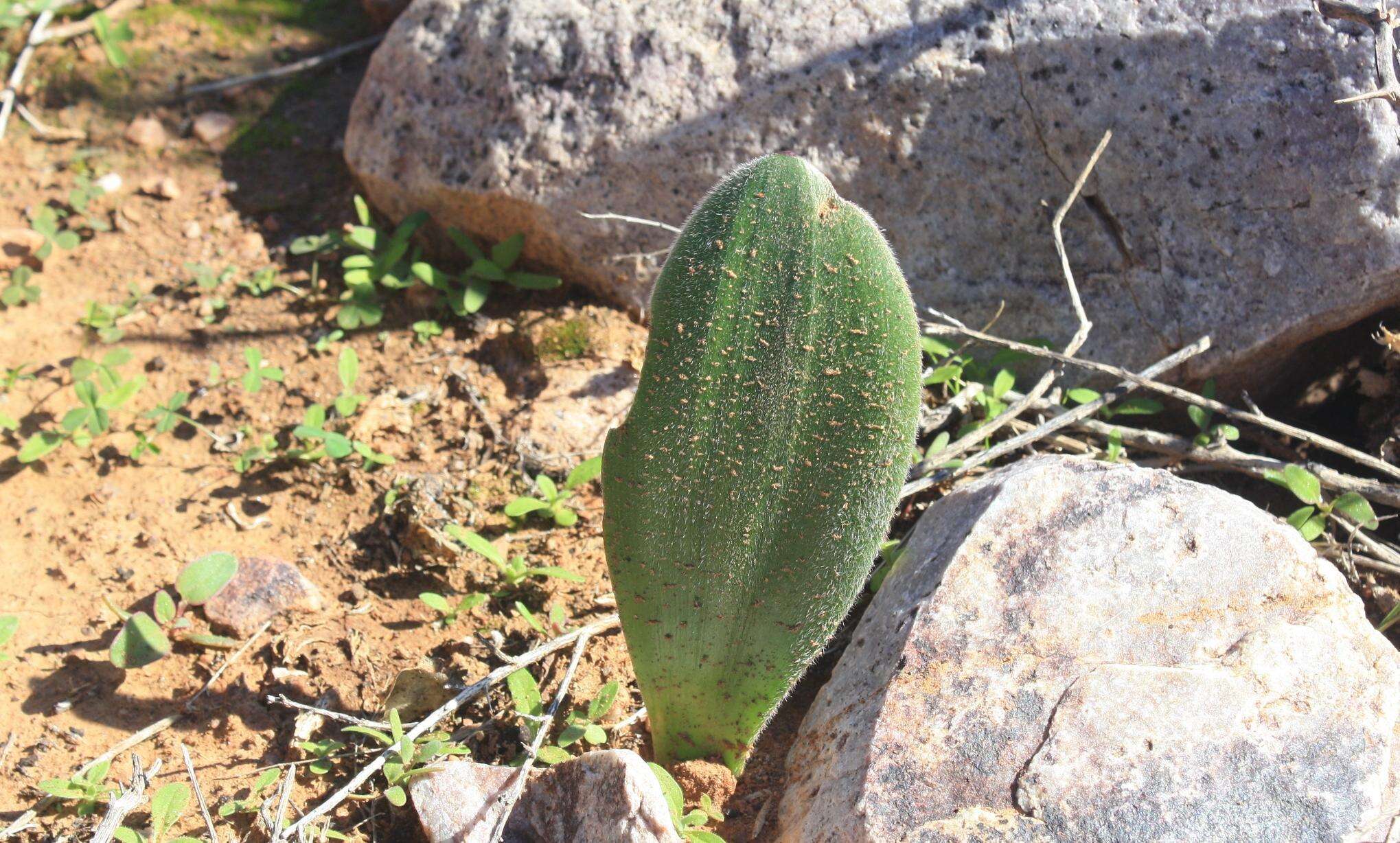 Imagem de Haemanthus unifoliatus Snijman