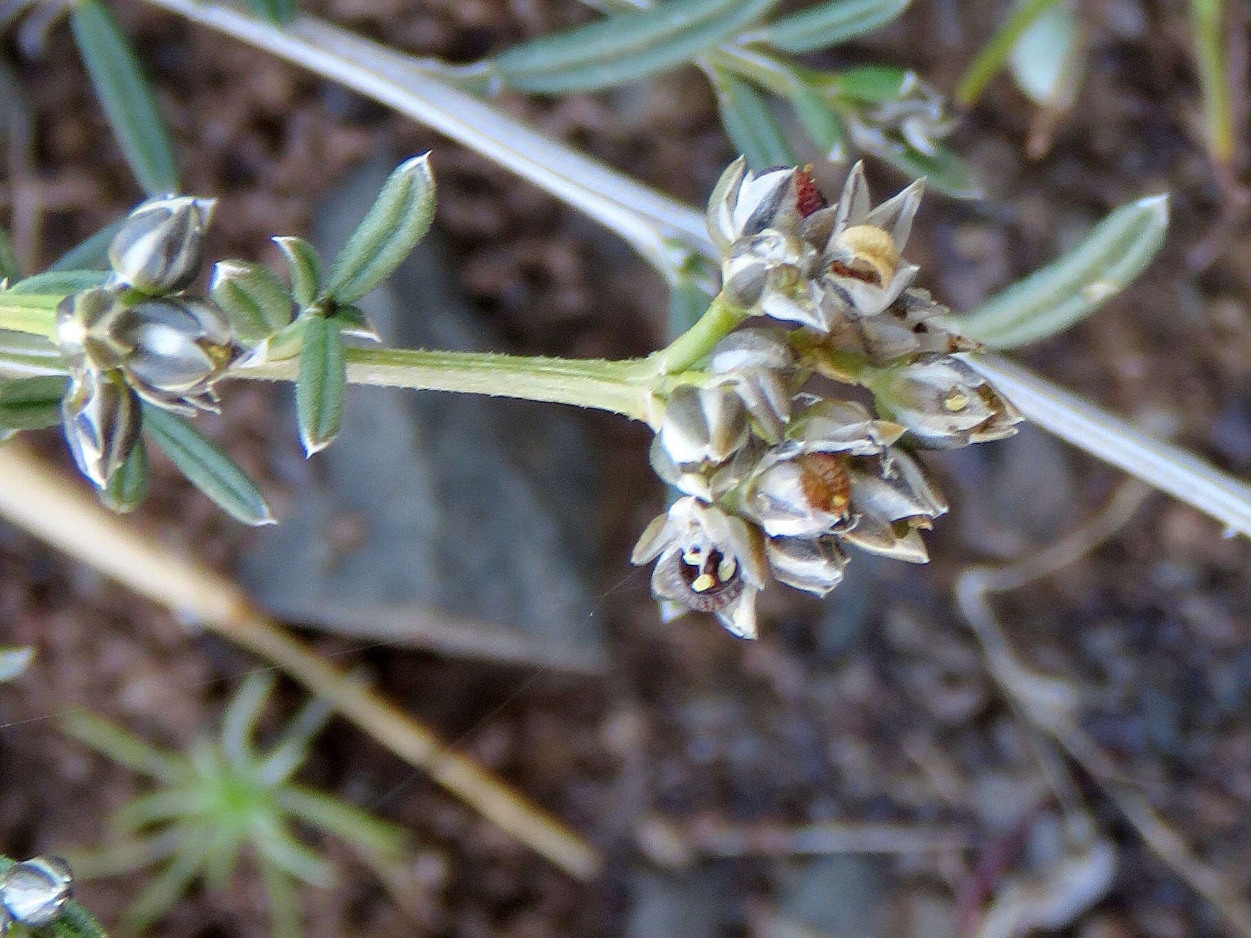 Image of Limeum aethiopicum Burm. fil.