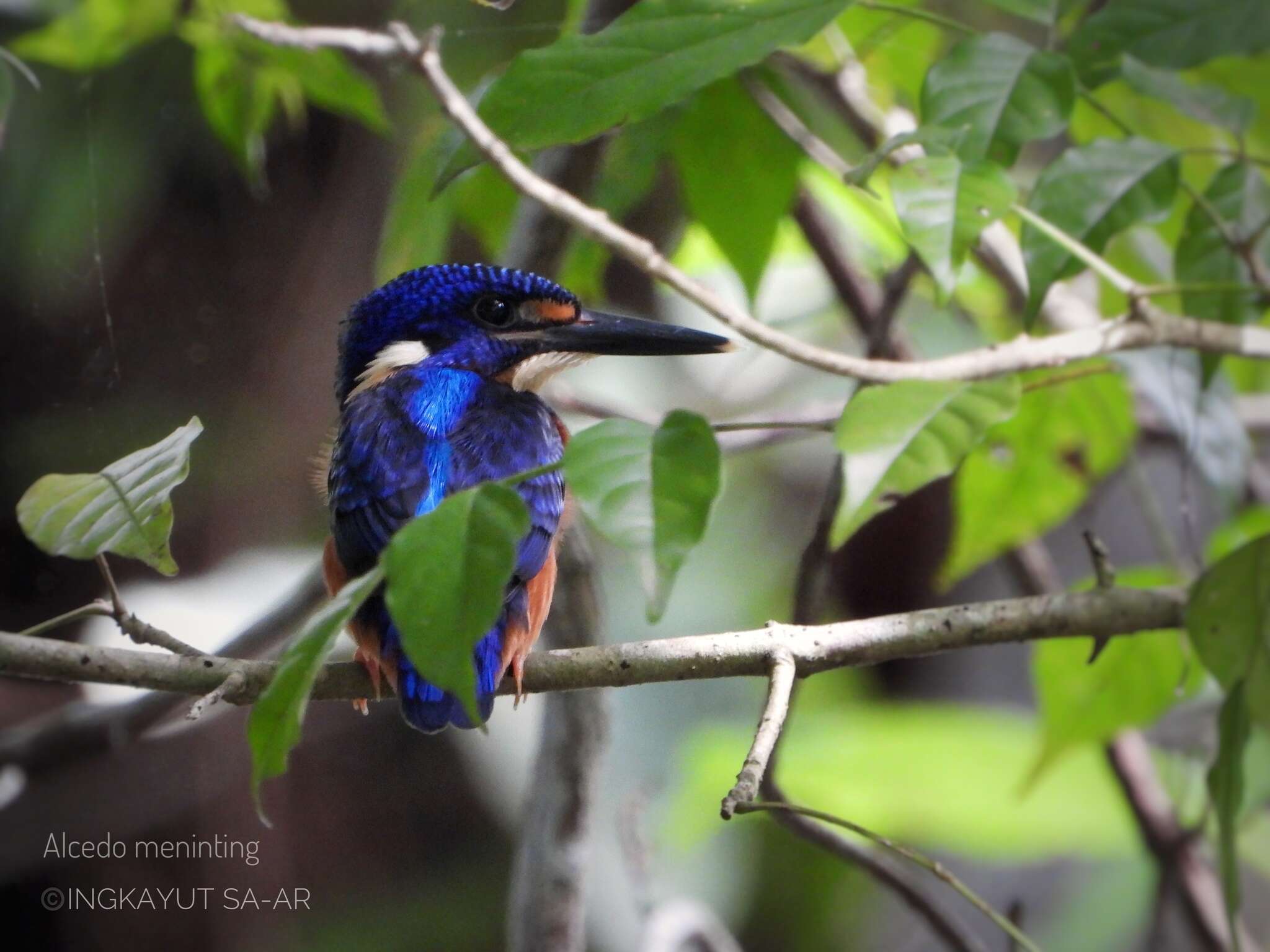 صورة <i>Alcedo meninting verreauxii</i>