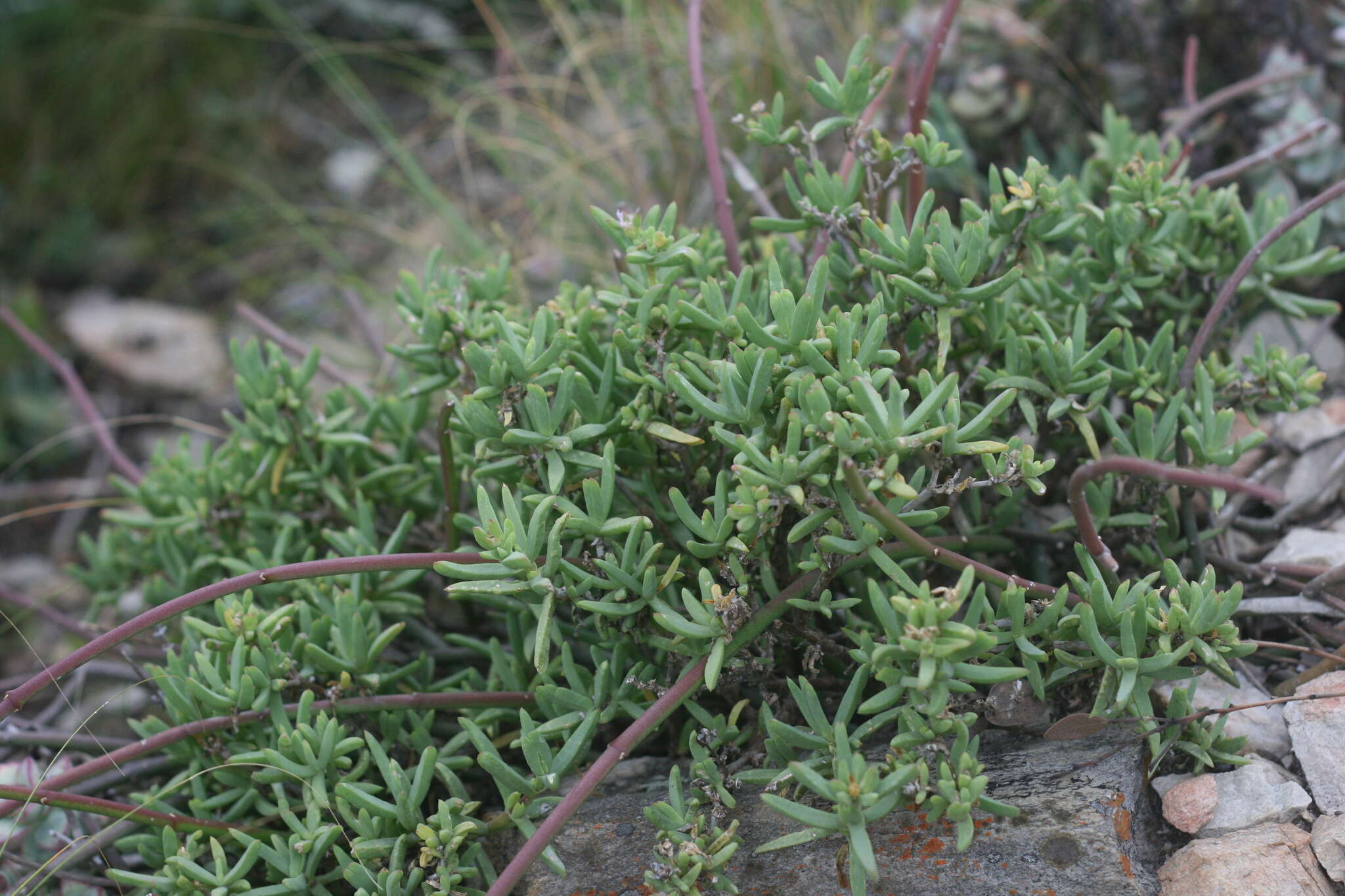 Imagem de Delosperma truteri Lavis