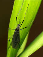 Eugnophomyia luctuosa (Osten Sacken 1860) resmi