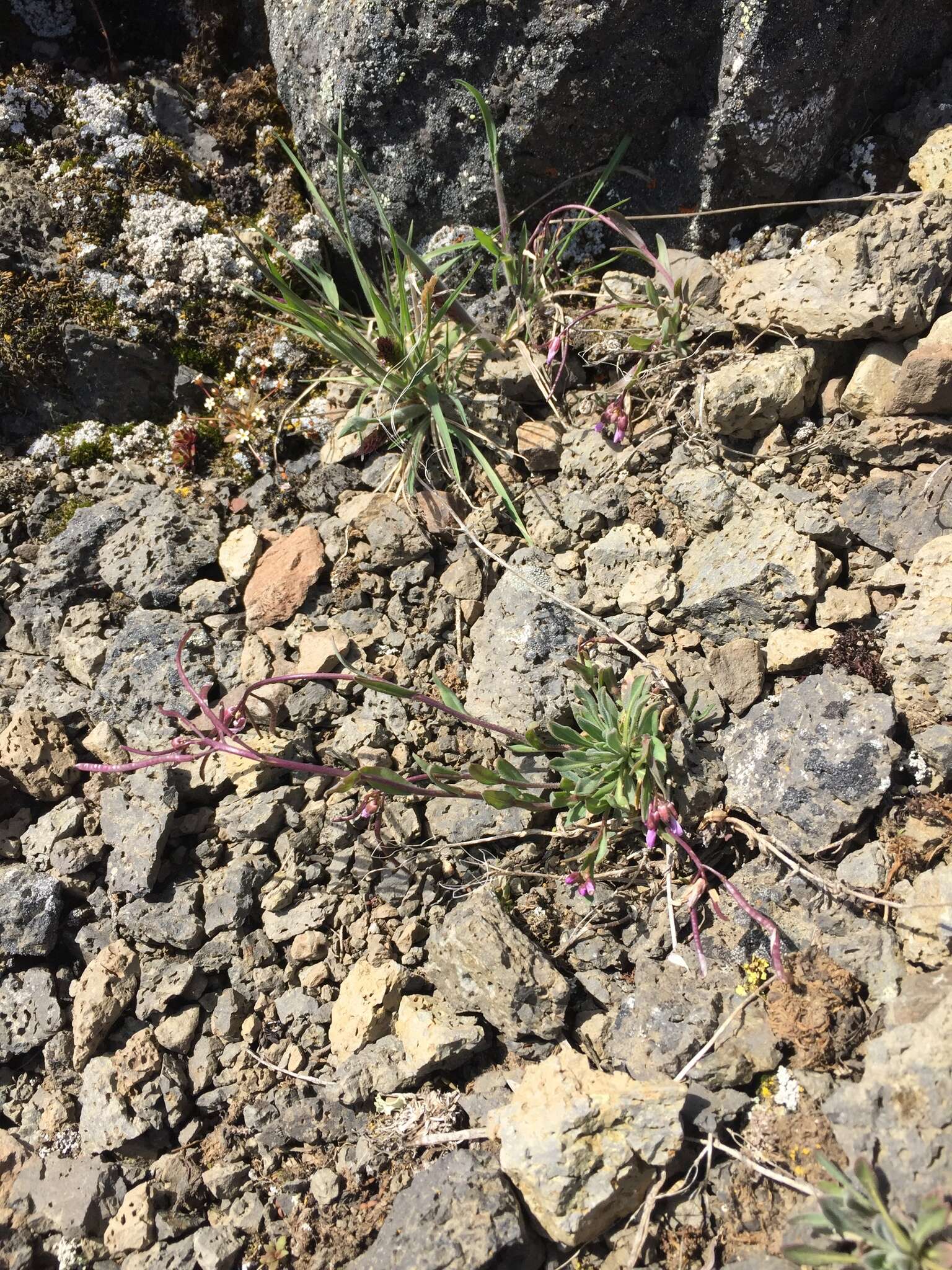 Image of soldier rockcress