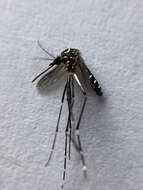 Image of Dengue fever mosquito