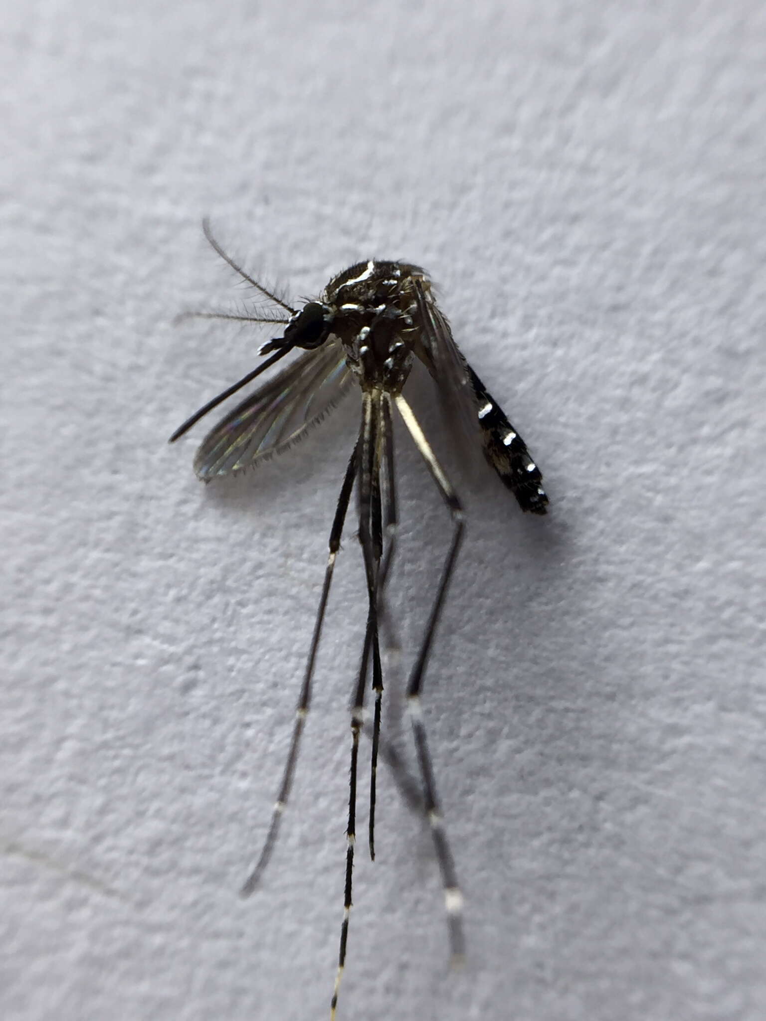 Image of Dengue fever mosquito