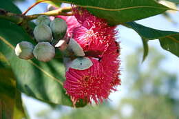 صورة Corymbia ptychocarpa (F. Müll.) K. D. Hill & L. A. S. Johnson