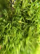 Image of orthodontium moss