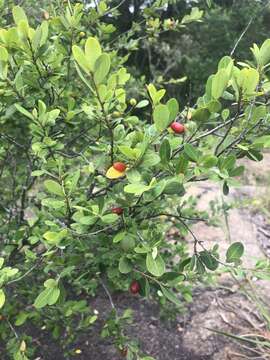 Image of Erythroxylum delagoense Schinz.