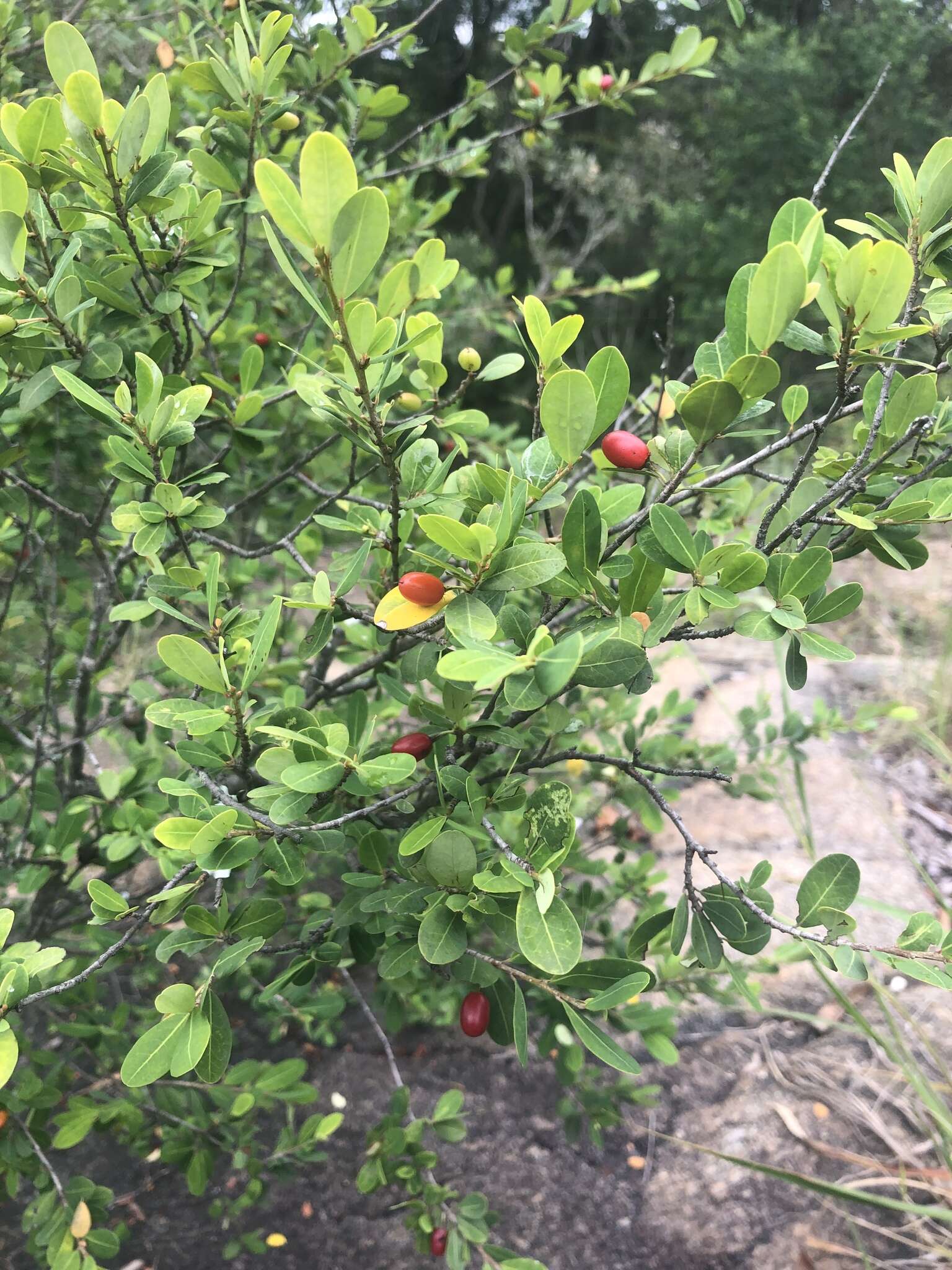 Image of Erythroxylum delagoense Schinz.