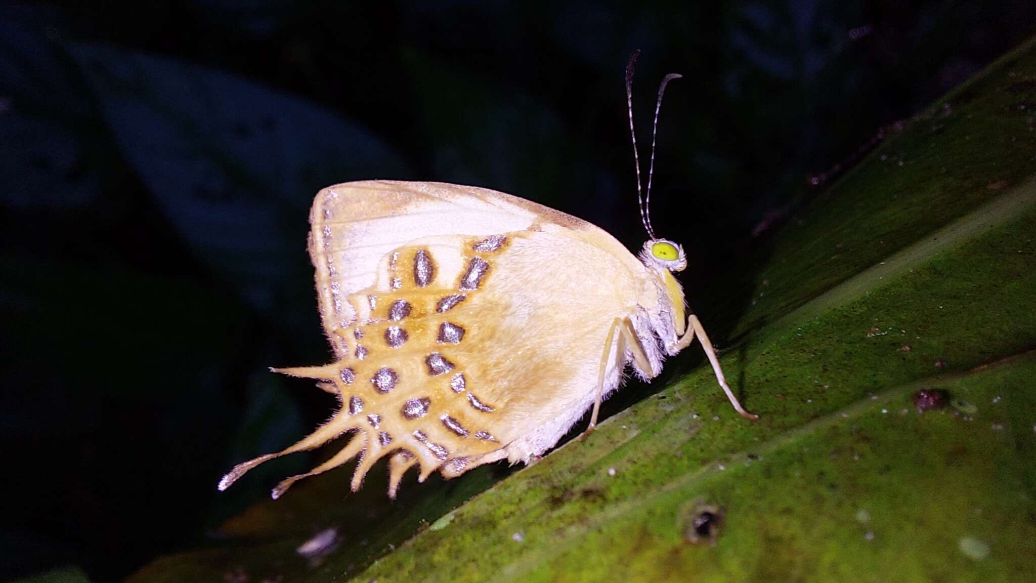 Image of Helicopis cupido Linnaeus 1758