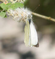 Image of cabbage butterfly