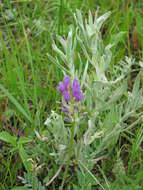 Image of prairie milkvetch