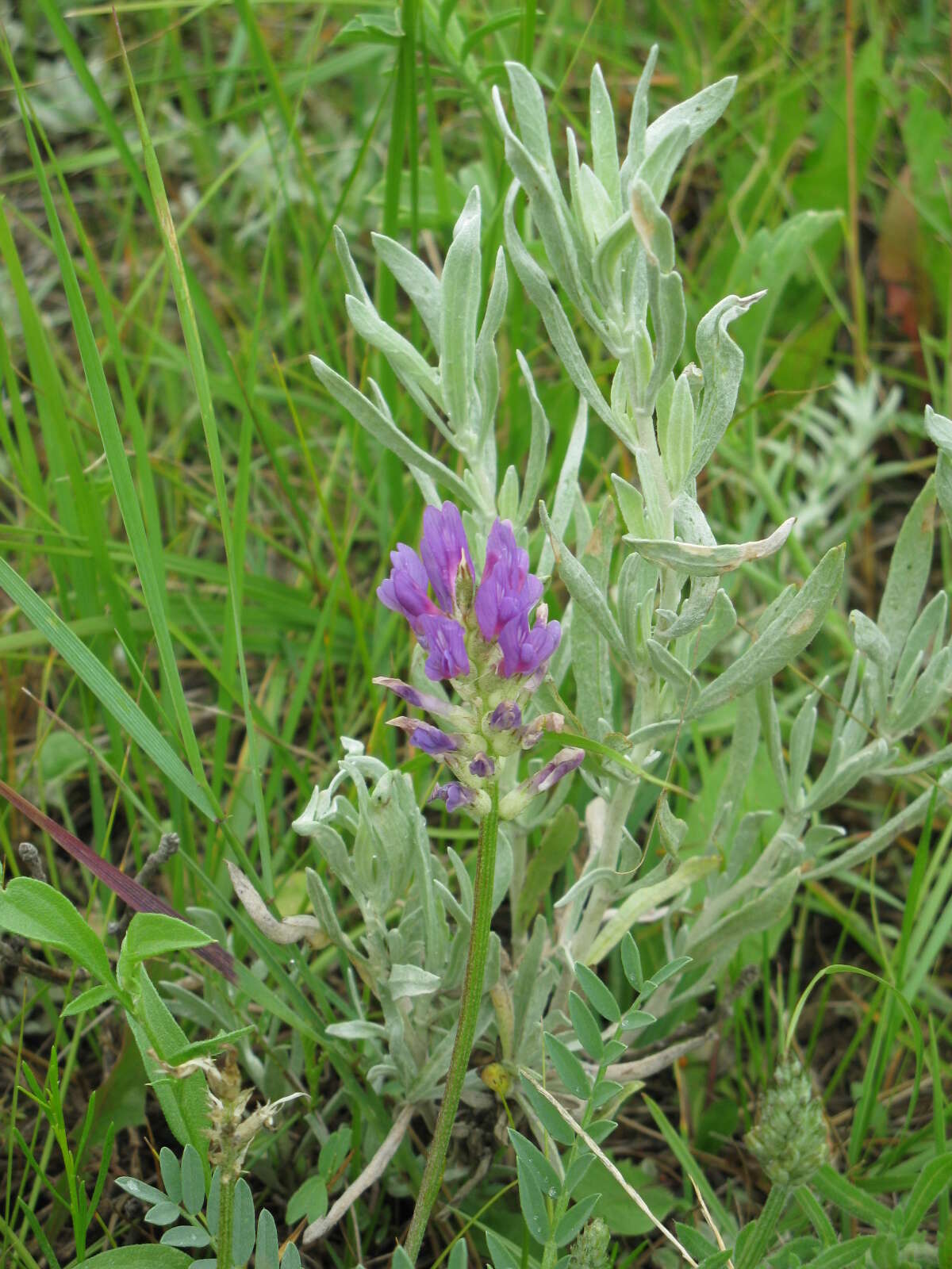 Image of prairie milkvetch