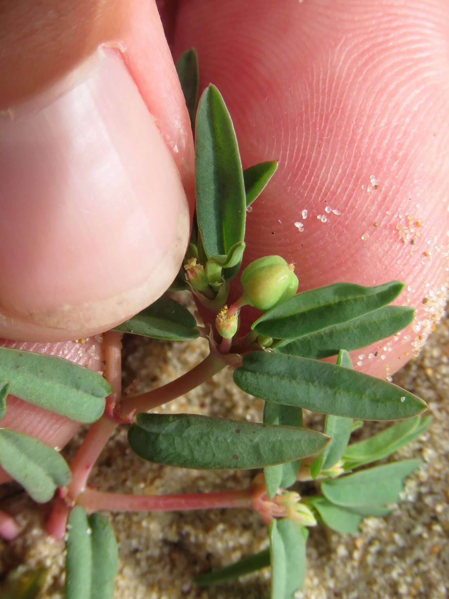 صورة Euphorbia polygonifolia L.