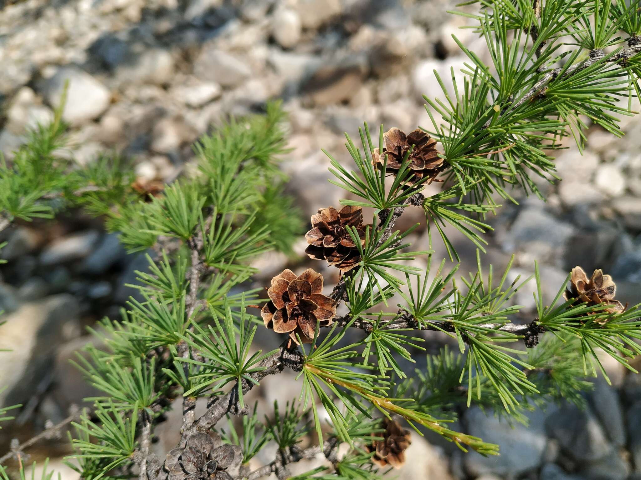 Image of Dahurian Larch