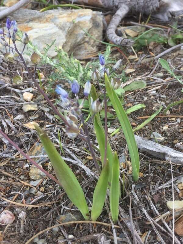 Image of Scilla monophyllos Link