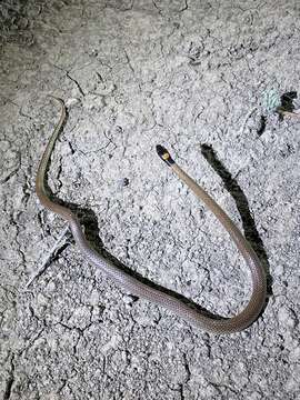 Image of Red-naped Snake