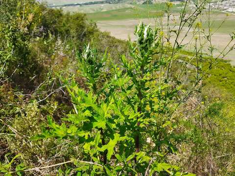 Image of Echinops orientalis Trautv.