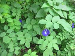 Слика од Clitoria ternatea L.