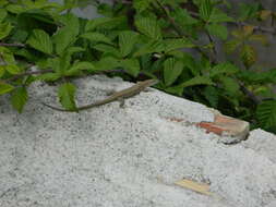 Image of Columbretes Wall Lizard