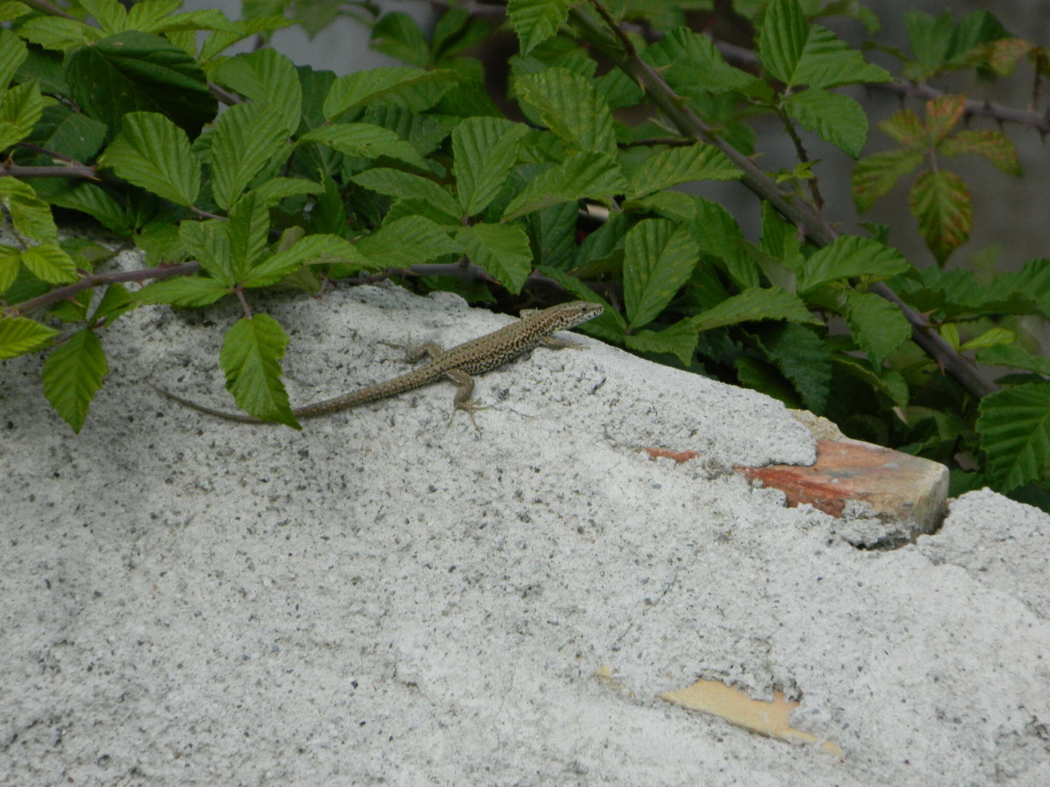 Image of Columbretes Wall Lizard