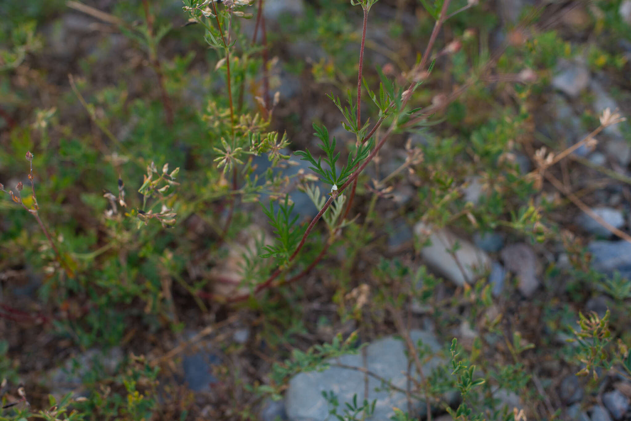 Image of Potentilla multifida L.