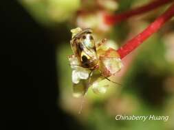 Sabactiopus sauteri (Poppius 1912)的圖片