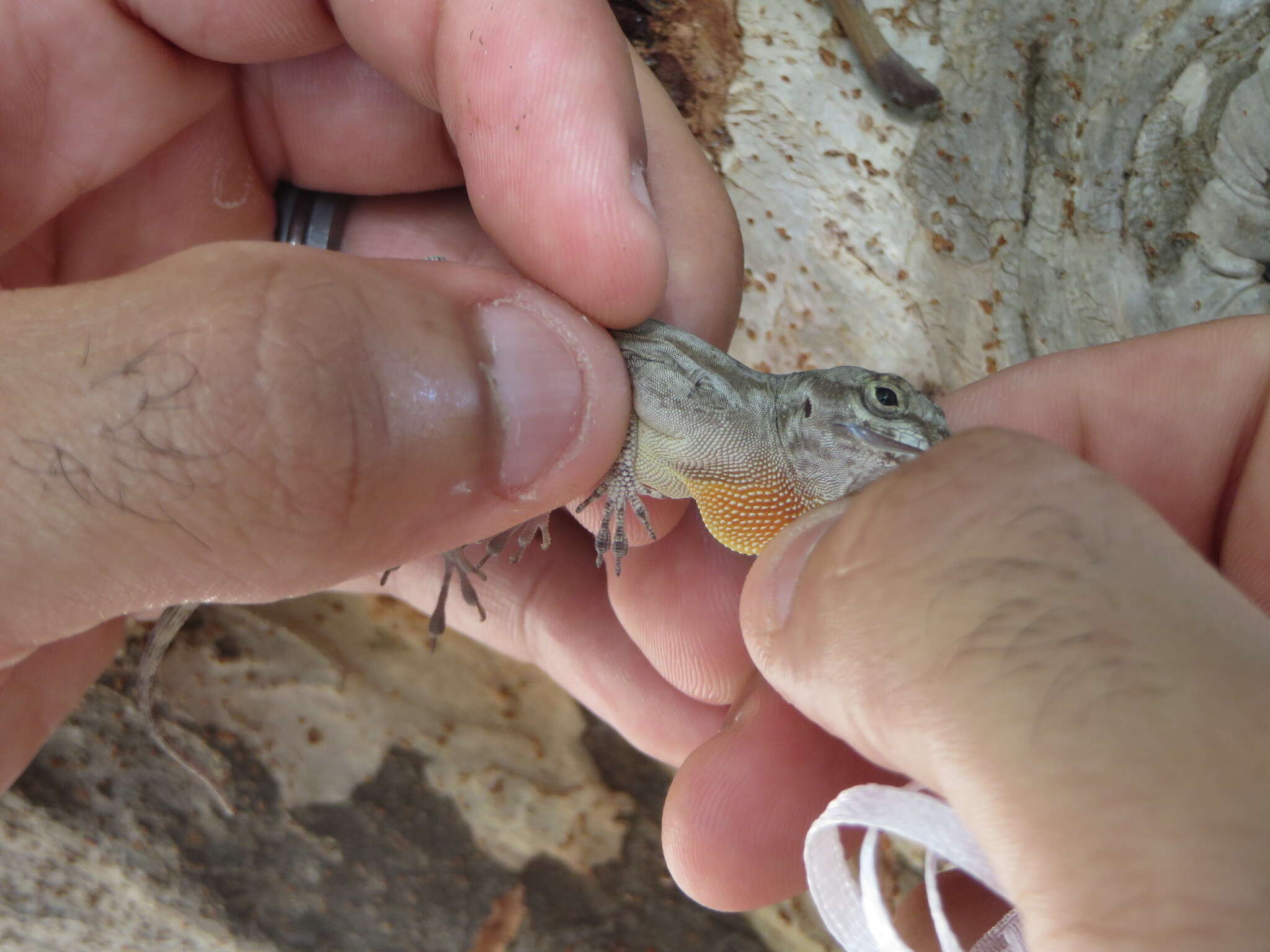 Image de Anolis distichus biminiensis Oliver 1948