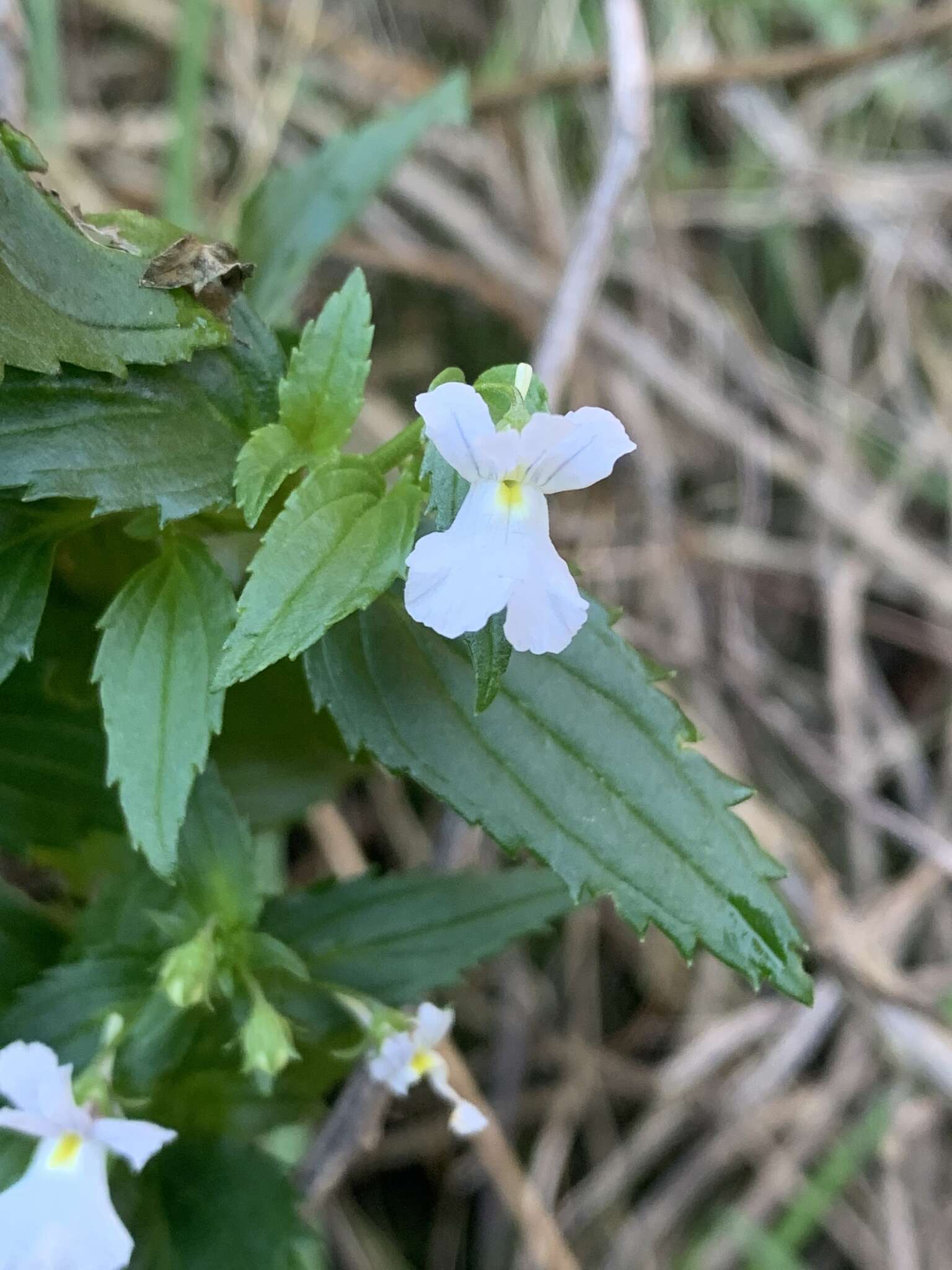 صورة Nemesia silvatica O. M. Hilliard