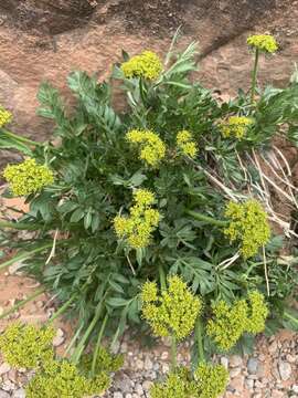 Image of Canyonlands biscuitroot