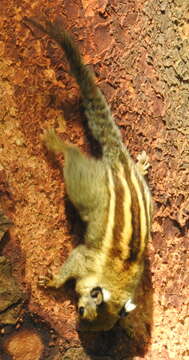 Image of Asiatic striped squirrel