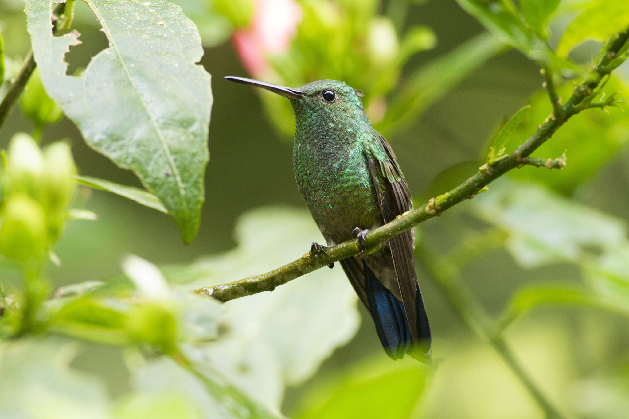 Image of Blue-vented Hummingbird