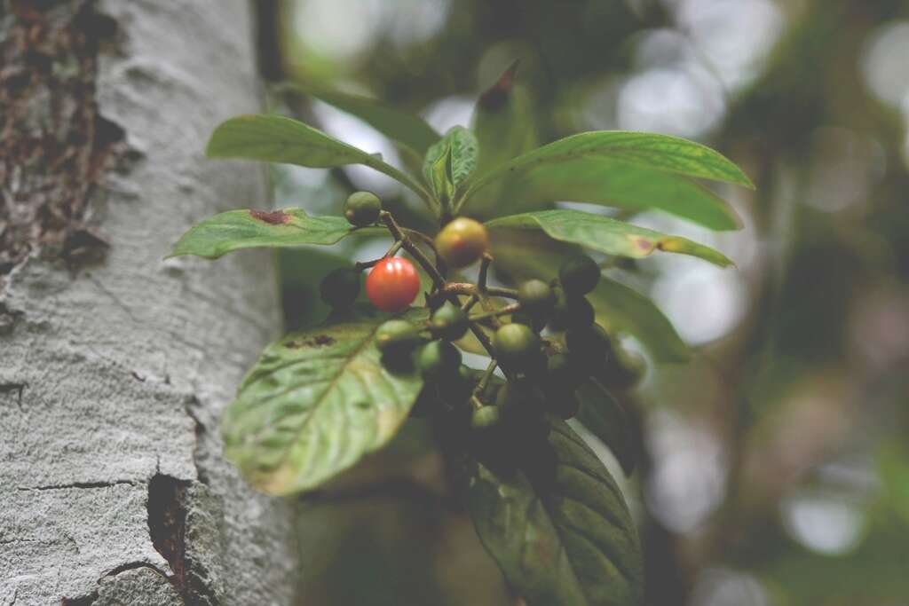 Plancia ëd Psychotria erythrocarpa Schltdl.