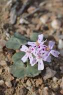 Image of Pelargonium sibthorpiifolium Harv.