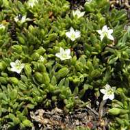 Image of Acrosanthes parviflora J. C. Manning & Goldblatt