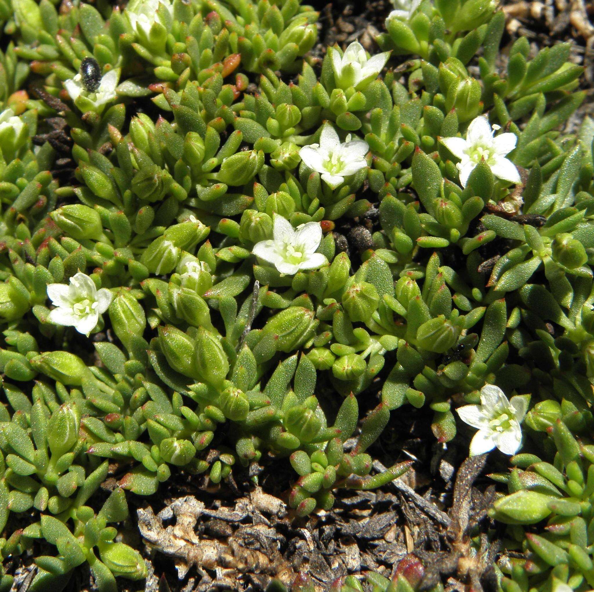 Image of Acrosanthes parviflora J. C. Manning & Goldblatt