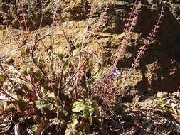 Image de <i>Coleus australis</i>