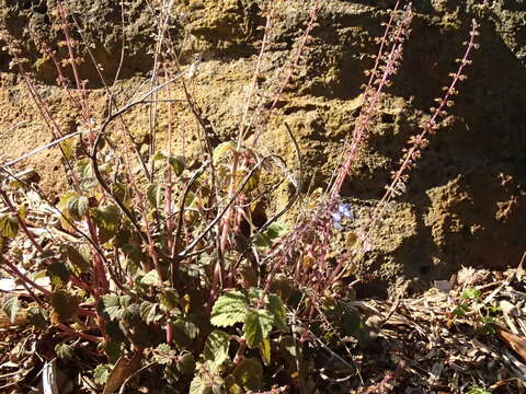 Imagem de <i>Coleus australis</i>